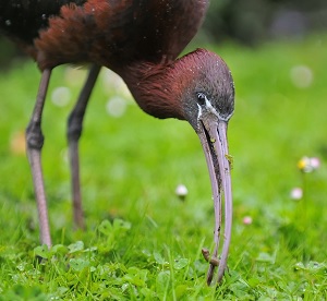 Glossy Ibis, Sharjah