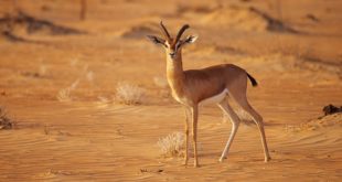 Arabian mountain gazelle Gazella gazella cora