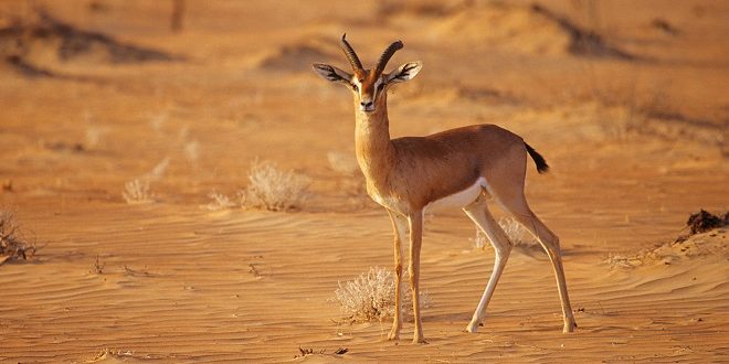 Arabian mountain gazelle