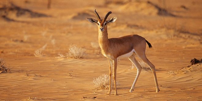 Arabian mountain gazelle Gazella gazella cora