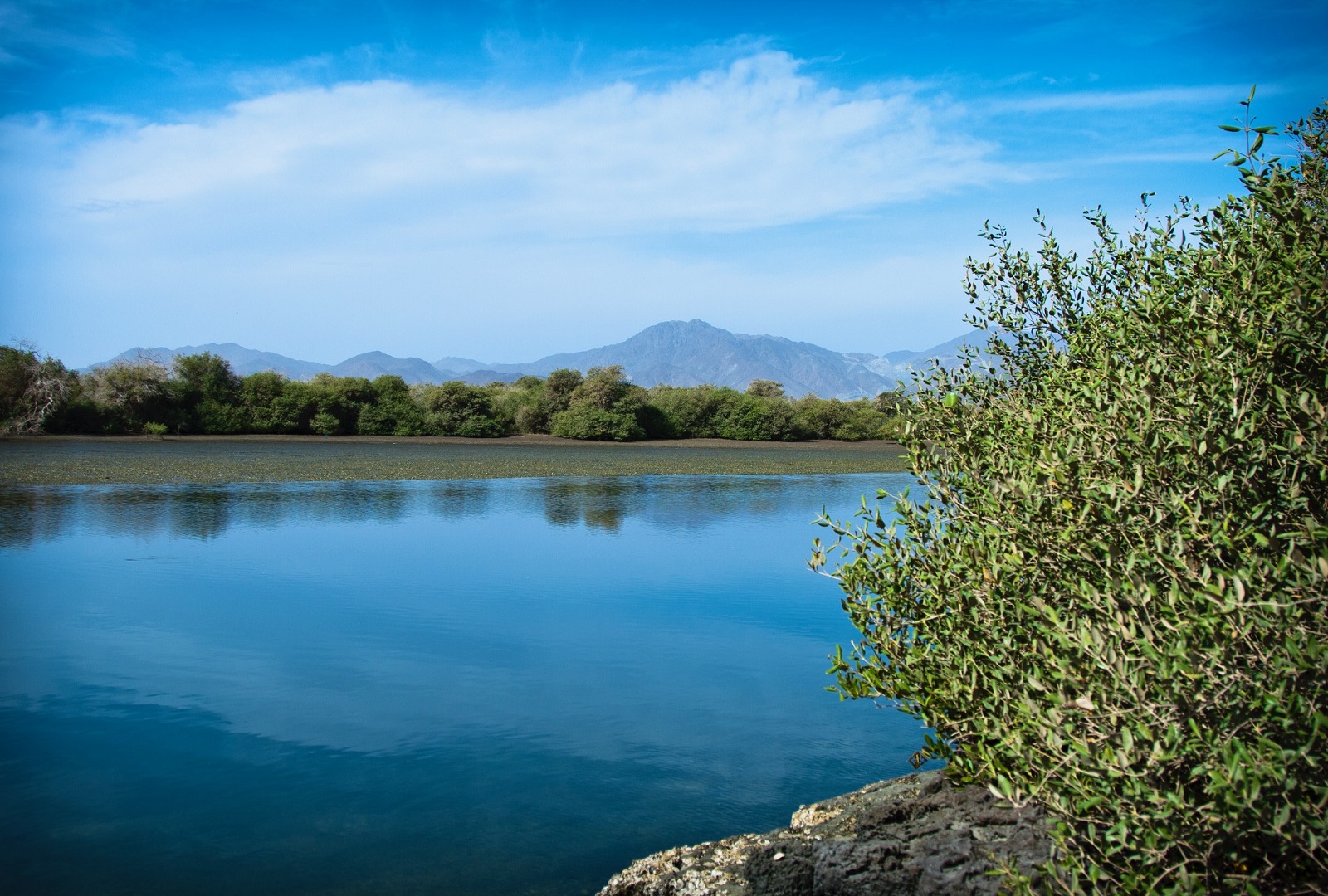 kalba-mangroves-large.jpg